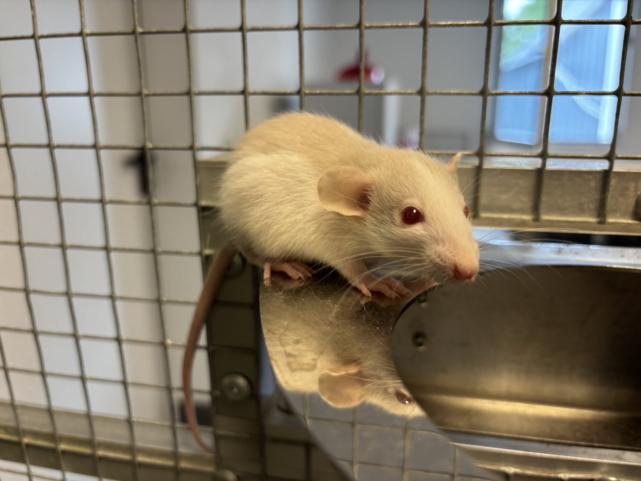 Ratten_signal-2025-06-19-15-28-26-804-1.jpg
